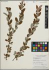 Foto von Salix pedicellaris Pursh